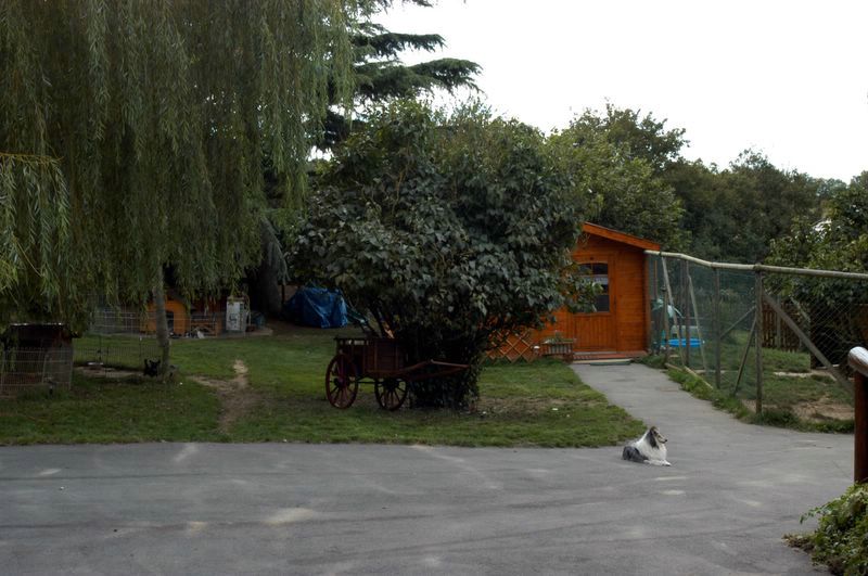 Le cèdre enchanté