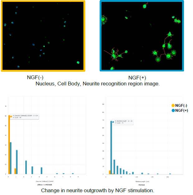 Neurite Outgrowth