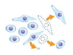 Sampling with morphological information