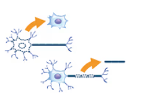 Neuron cell body and axon sampling