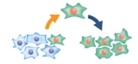 Single-cell cloning