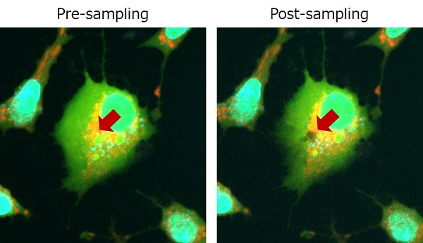 Mitochondria subcellular aspiration from HeLa cells