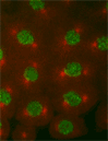 Cell Division