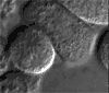 Cell Division