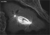 Cell Division