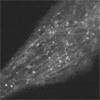 Vesicle Trafficking