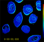 Real Time/Real Color FRET Imaging
