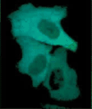 Real Time/Real Color FRET Imaging