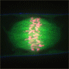 Cell Division