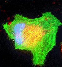 Multicolor livecell imaging