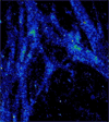 Real Time Calcium Imaging