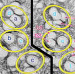 Cell Division