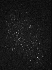 single molecules of tubulin in a spindle