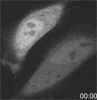 golgi