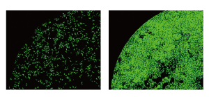 Long-term liv e c ell imaging