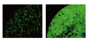 Long-term live cell imaging