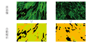 Unbiased phenotype evaluation via AI