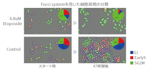 Label-free phenotype analysis