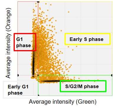 Fig.1(D)　Gating based on average intensity using CellPathfinder