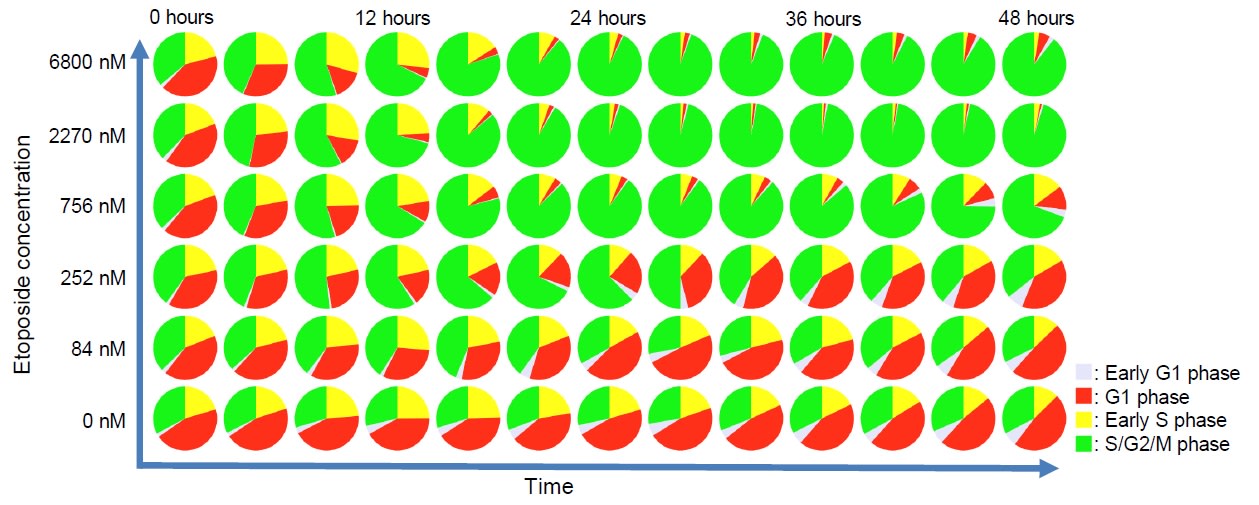 Change over time in the percentage of cells classified into each cell cycle by gating