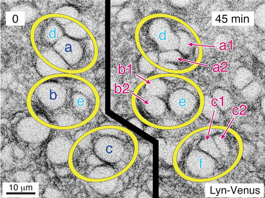 Time-lapse imaging of neural progenitor cells during cortical development