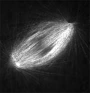 Spinning disk confocal microscopy of a spindle