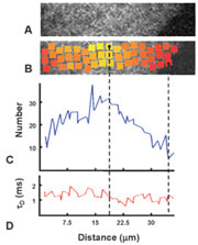 Quantitative characterization of a fluorescently labeled fusion protein in a living human tissue culture cell