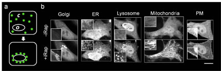 Rapidly-inducible, specifically-targeted recruitment of cytoplasmic proteins to various organelles