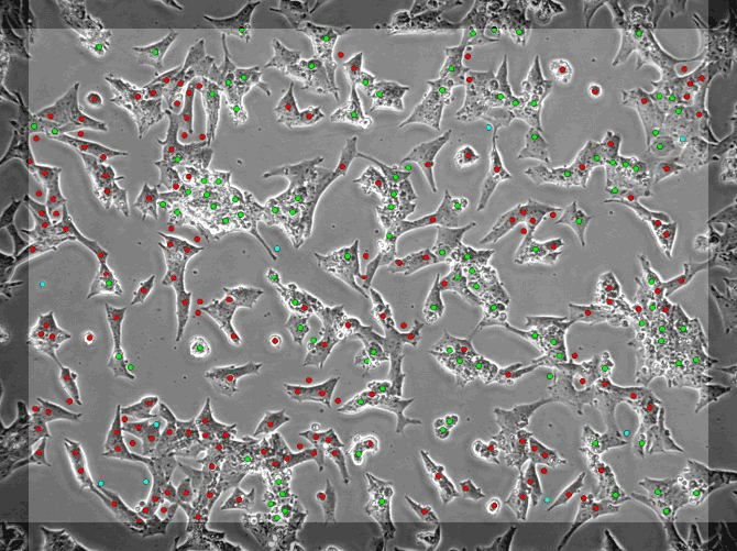 Cytotoxicity