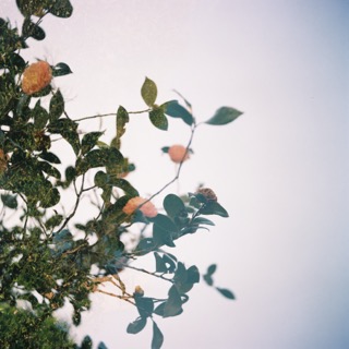Camelia 03