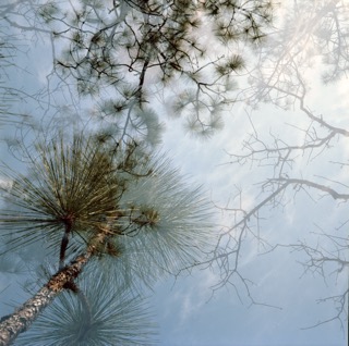 Long Leaf Pine Branches