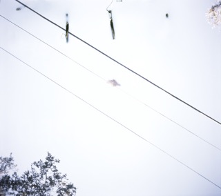 Spanish Moss on Wire