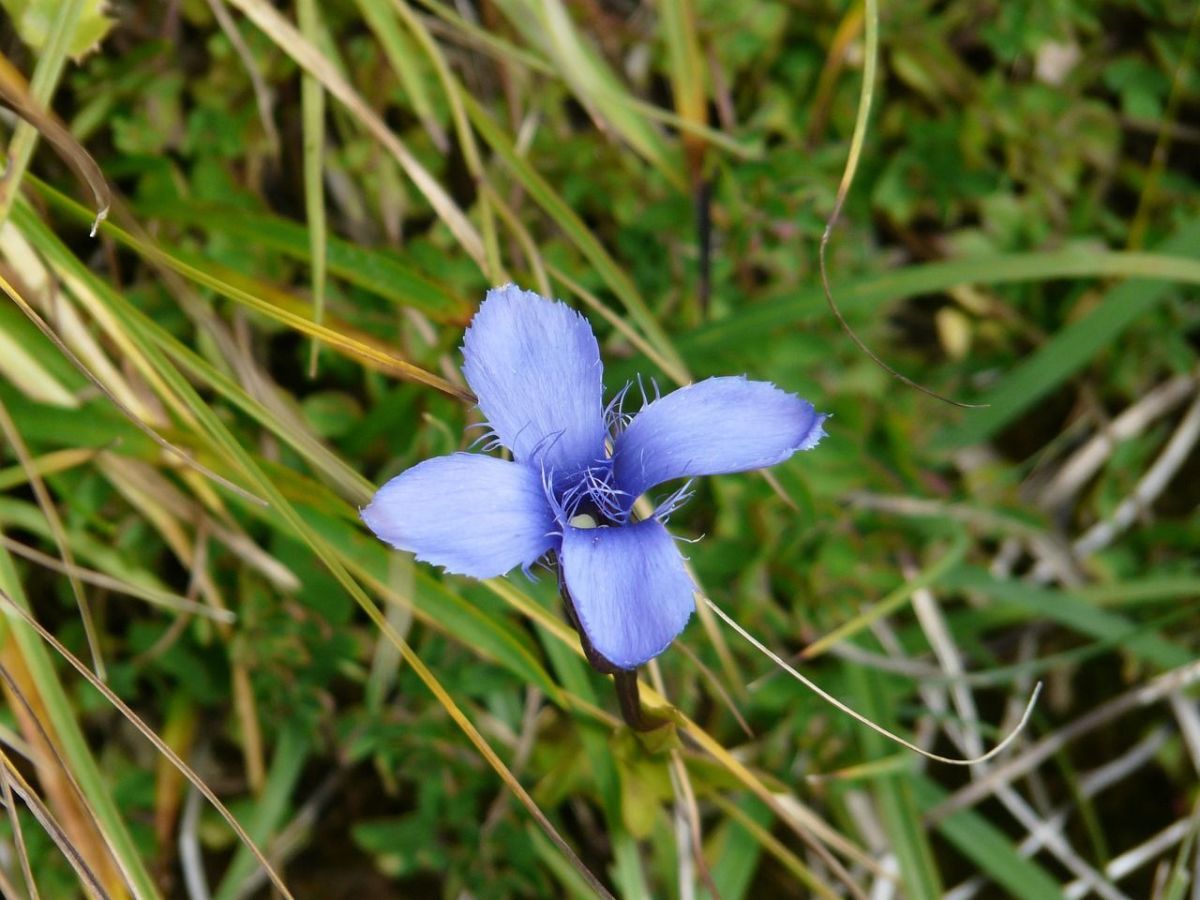 gentian-g86cca16f4_1280.jpg
