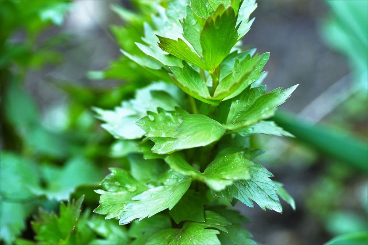 lovage-ge4bf1c227_1280.jpg