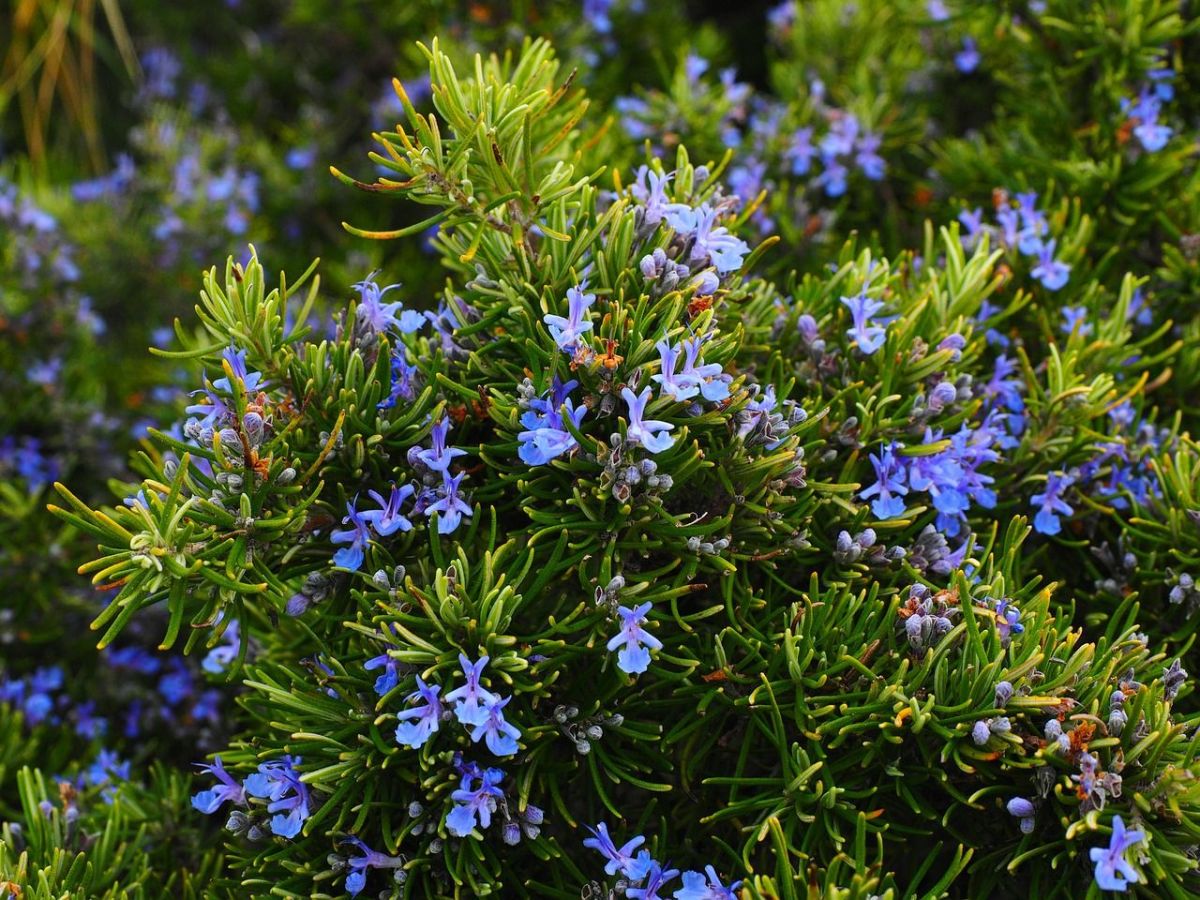rosemary-g8f84b2b47_1280.jpg