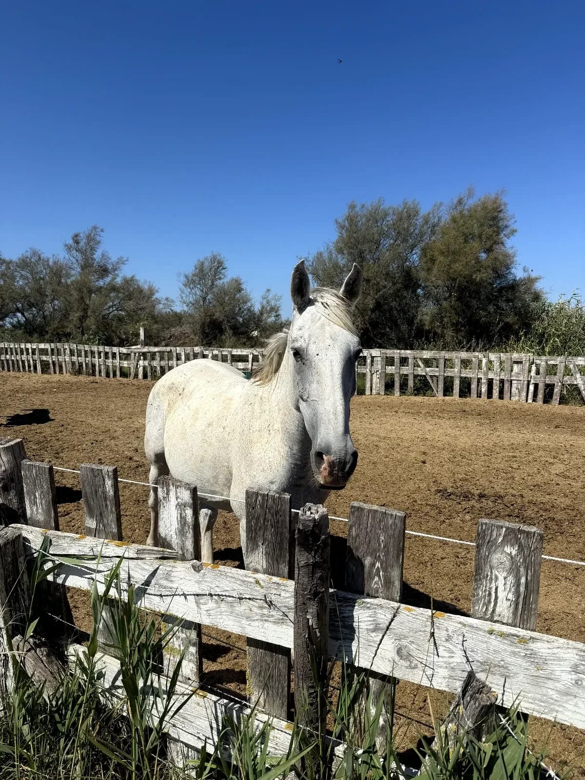 Cavalli bianchi Camargue riserva naturale