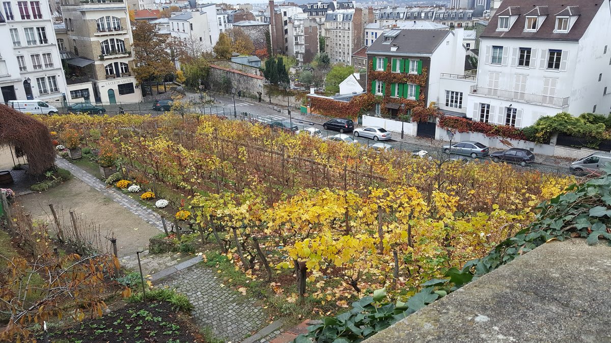Clos-Montmartre vigne Montmartre Rue des Saules Parigi autunno