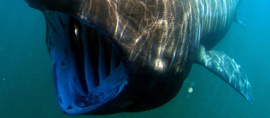 basking_shark_hxcaaj