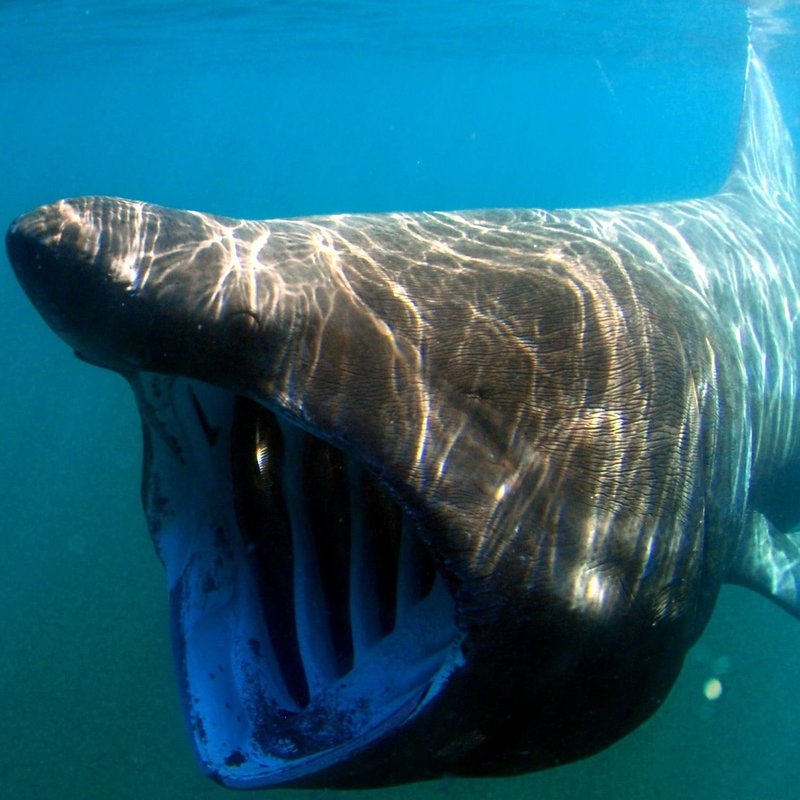 Basking shark