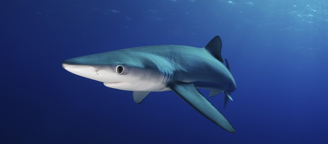 blue_shark_i851op