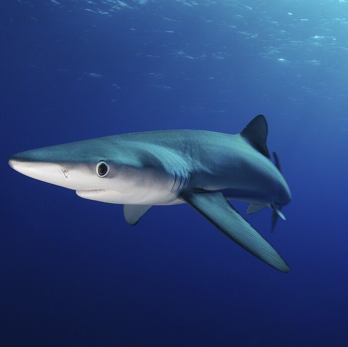 Blue shark