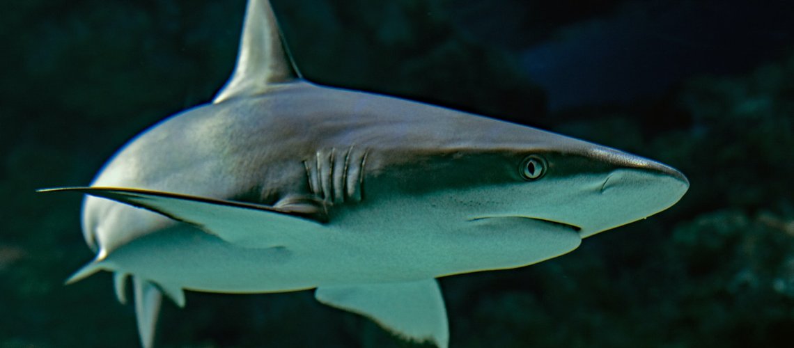 bronze_whale_shark_wlnamm