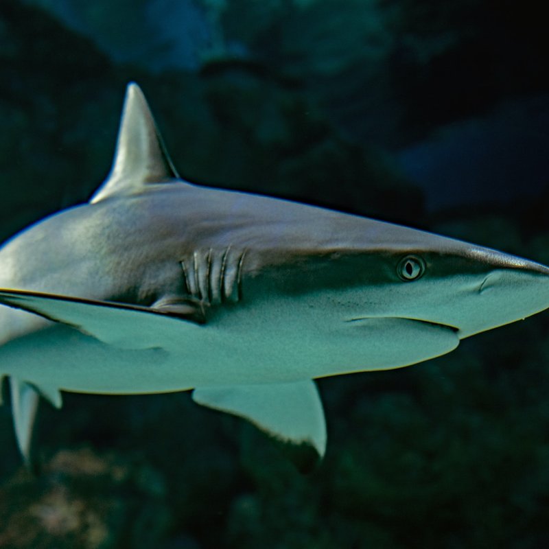 Bronze whale shark