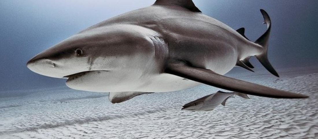 bull_shark_jtxo6z