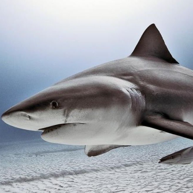 Bull shark
