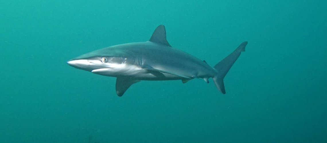 dusty_shark_ukopjd