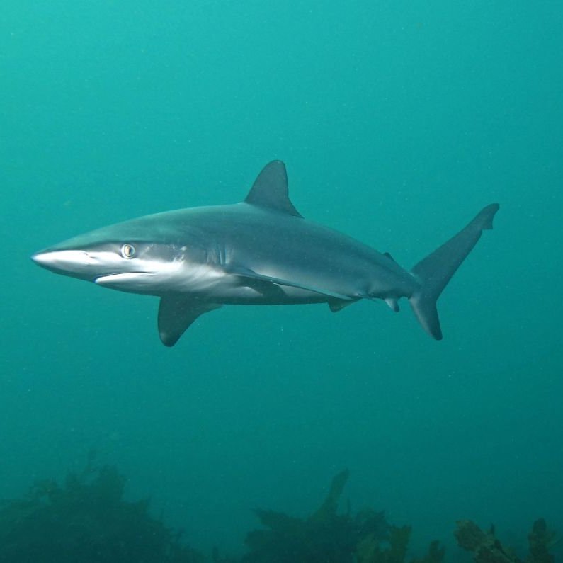 Dusty shark