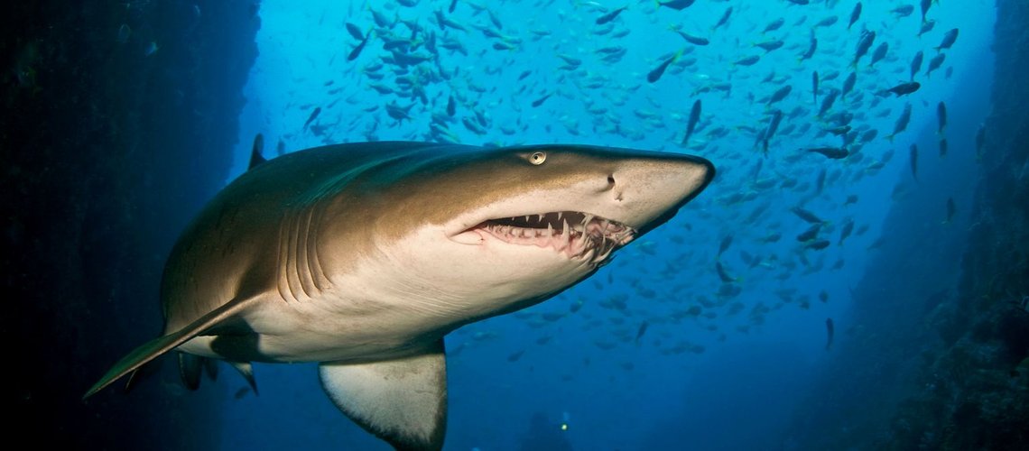 gray_nurse_shark_tlcayi