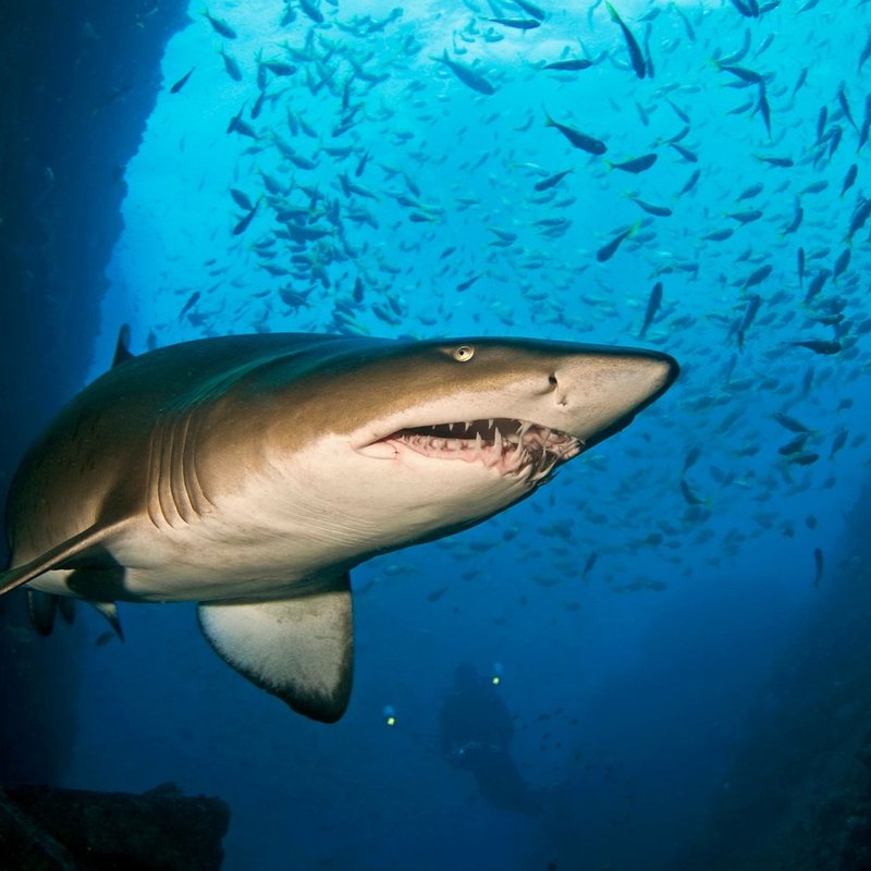 Gray nurse shark