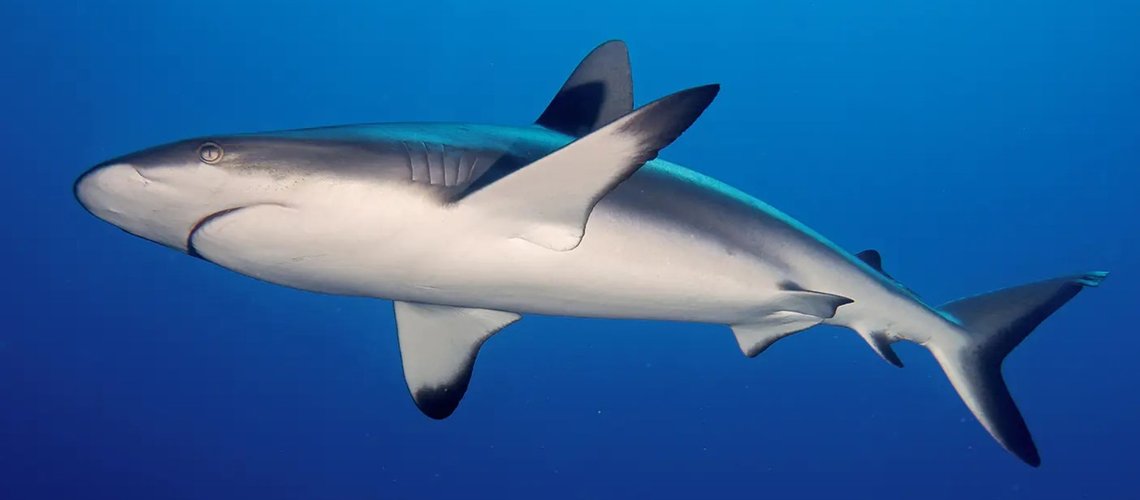 grey_shark_ju5crn